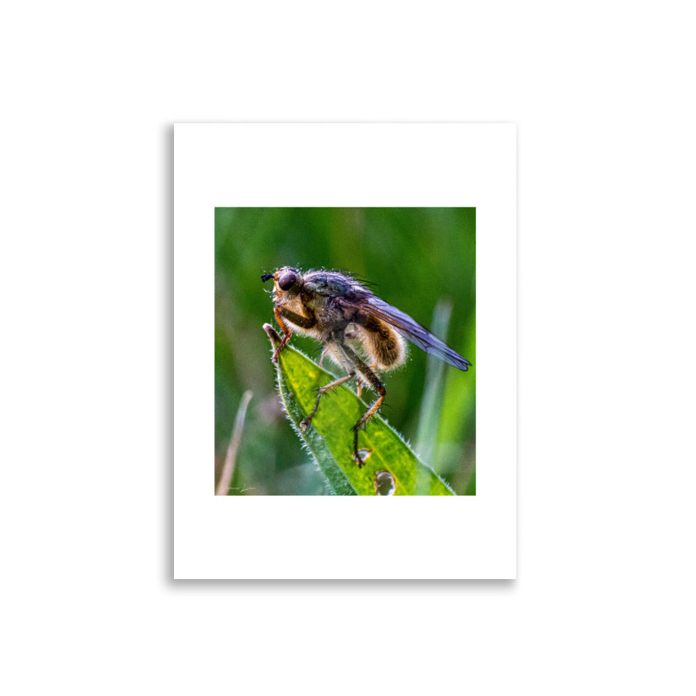 Poster photo macro - Insecte sur une plante - Mouche - Stéphane Lima - Affiche murale 30x40