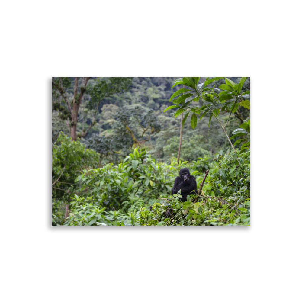 Poster photo - Jeune Gorille dans la jungle qui mange dans les arbres - Tony Crocetta - Affiche murale 30x40