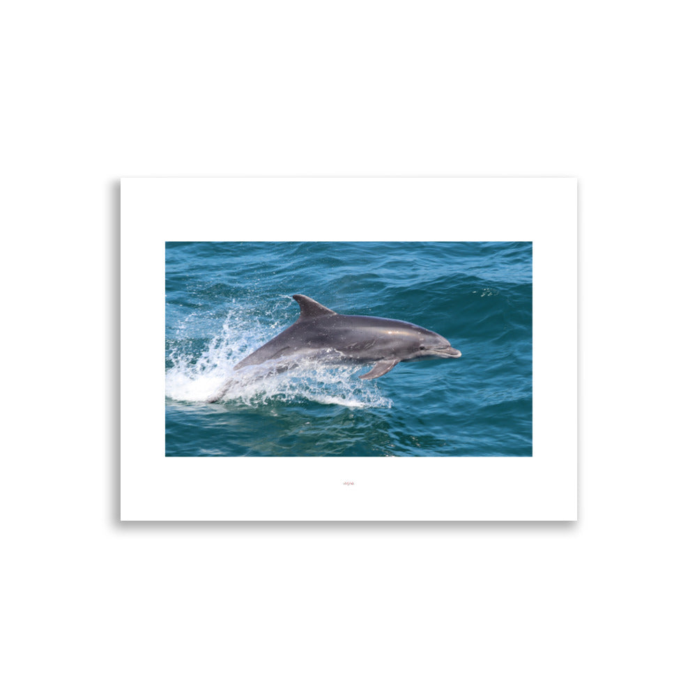 Poster photo - dauphin en pleine mer - Melanie Grialou - Affiche murale 30x40