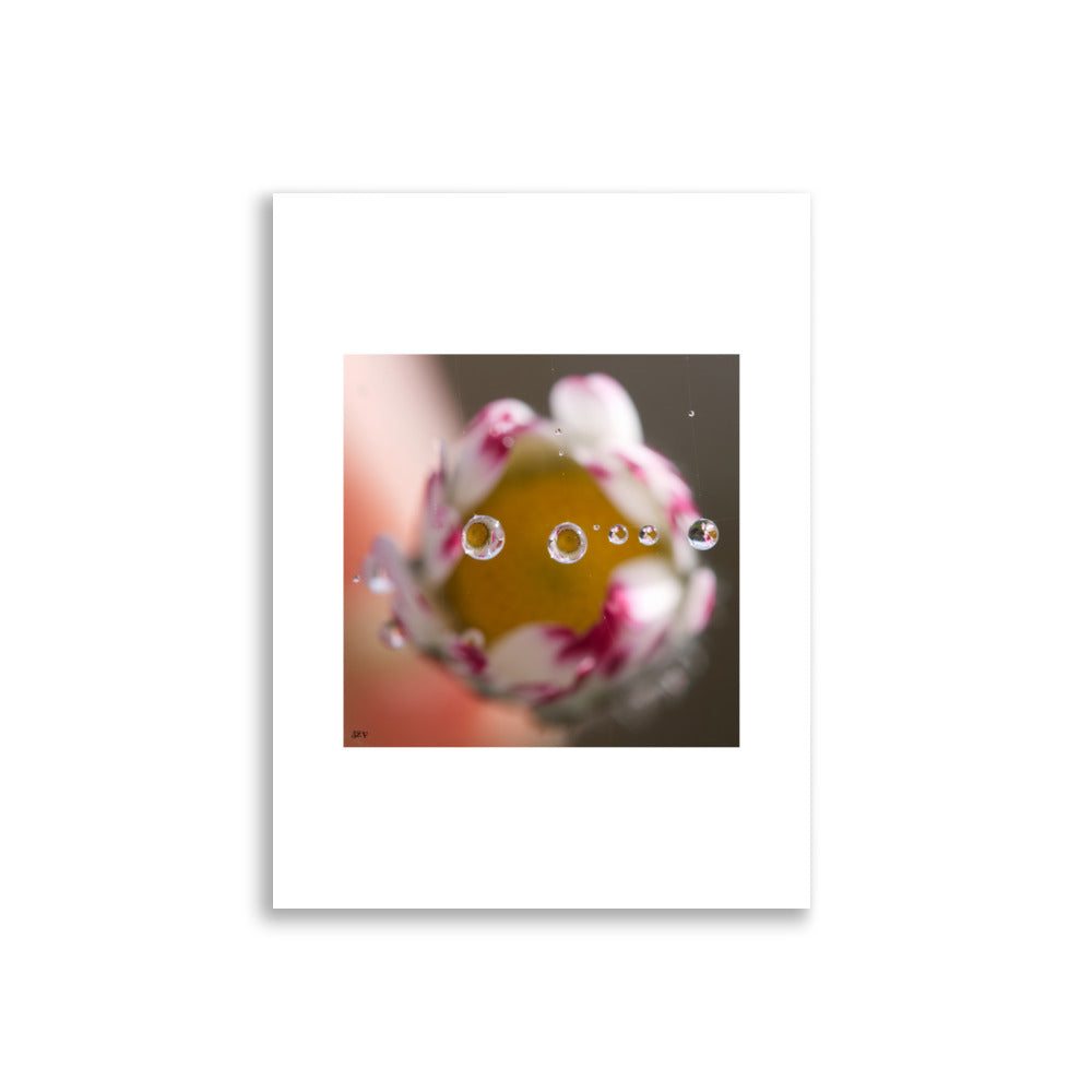 Poster Photo - Goutte d'eau macro avec une fleur jaune blanche et rose - Affiche murale 30x40 - Béatrice Chavanne 