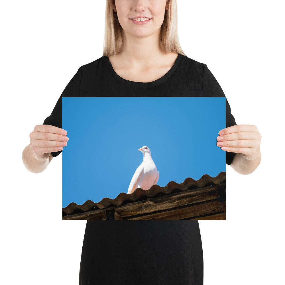 Photographie délicate 'Blanche Colombe' montrant un oiseau blanc en contemplation, imprimée sur papier haut de gamme.