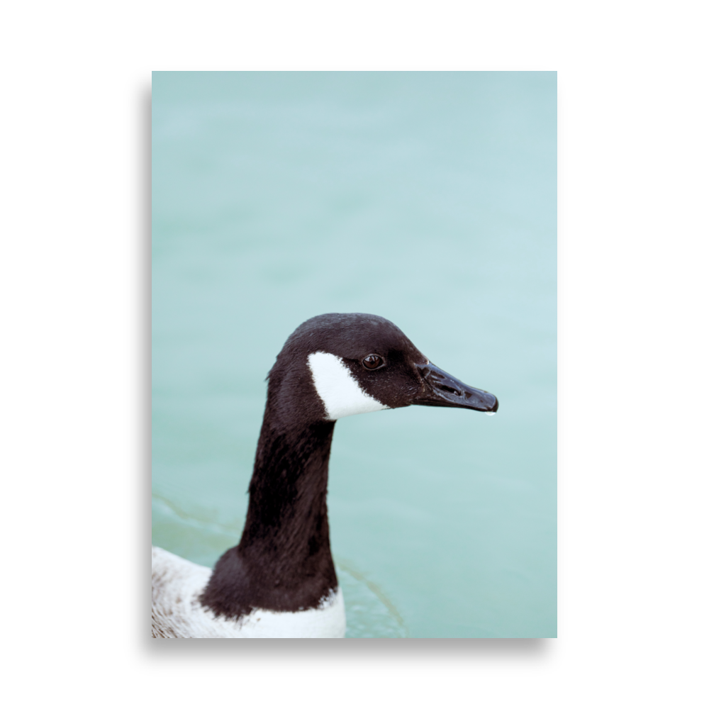 Poster d'une oie nageant tranquillement sur la Seine, ajoutant une note de sérénité à votre décoration