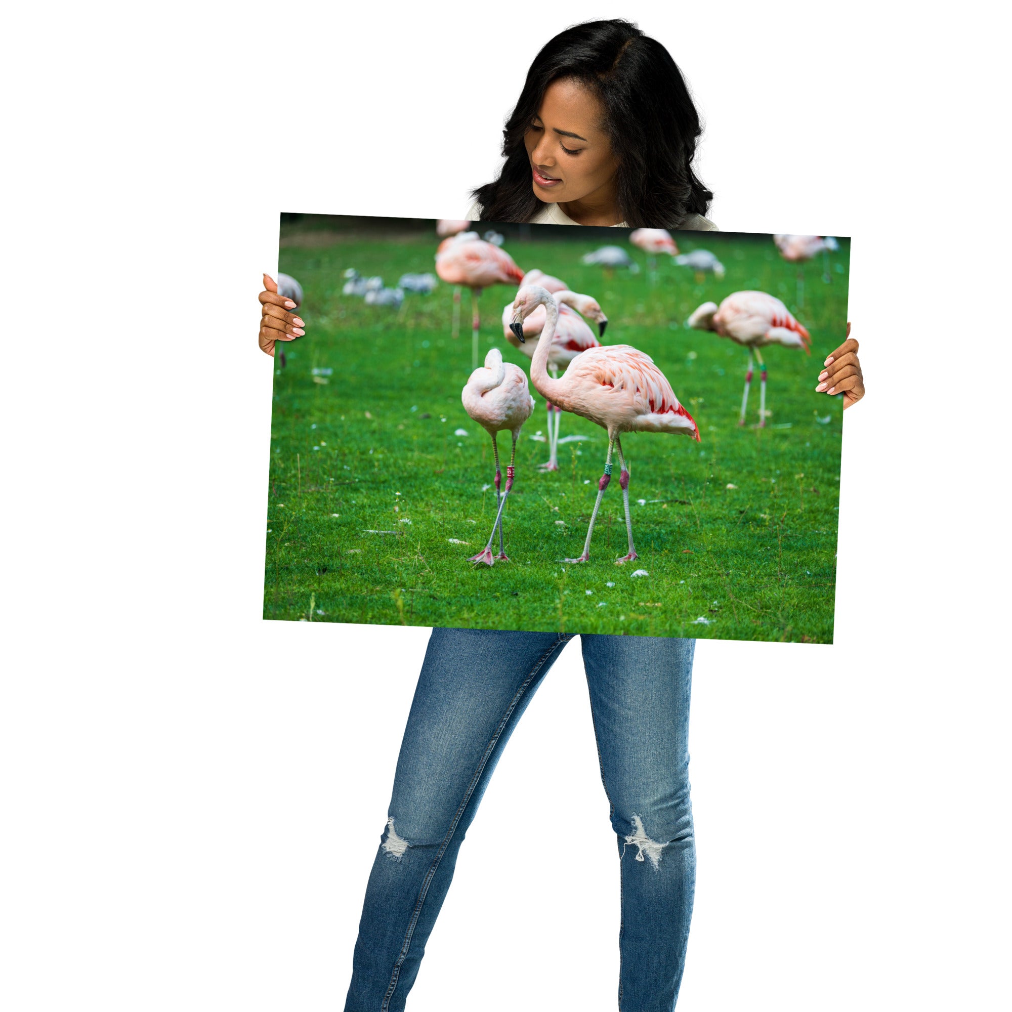 Poster de Flamant rose – Photographie animalière Poster XXL.