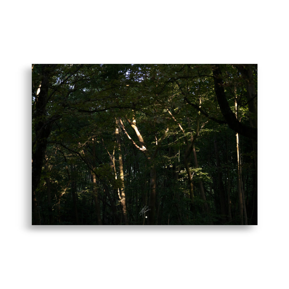 Photographie envoûtante d'une forêt dense, avec des rayons du soleil perçant la canopée, éclairant le sol forestier et les feuilles verdoyantes. Une évocation de la sérénité et de la beauté naturelle.