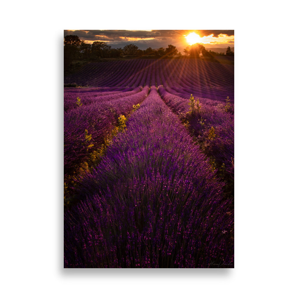 Champ de lavande vibrant baigné dans la lumière dorée du coucher du soleil, une représentation artistique signée Florian Vaucher.