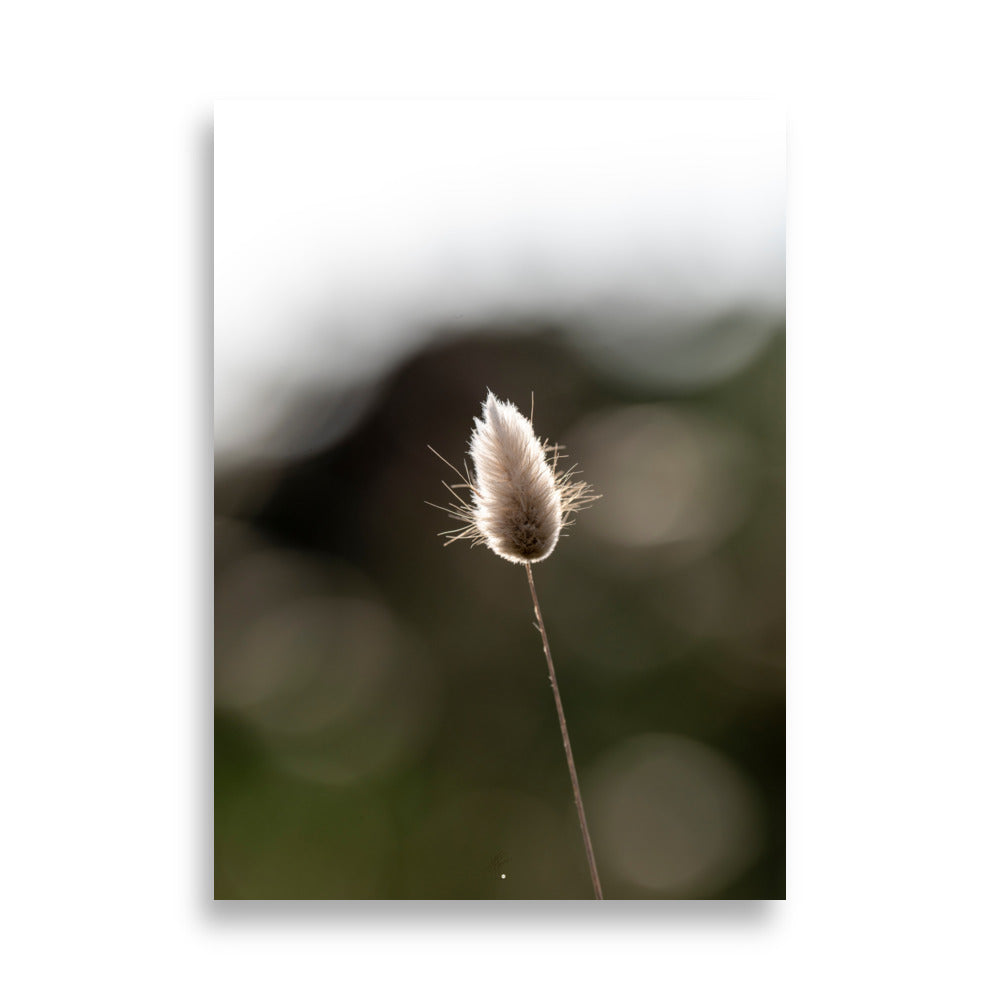 Photographie délicate 'Queue-de-lièvre', capturant de près la beauté et les détails fins d'une plante, créée par la photographe Yann Peccard.