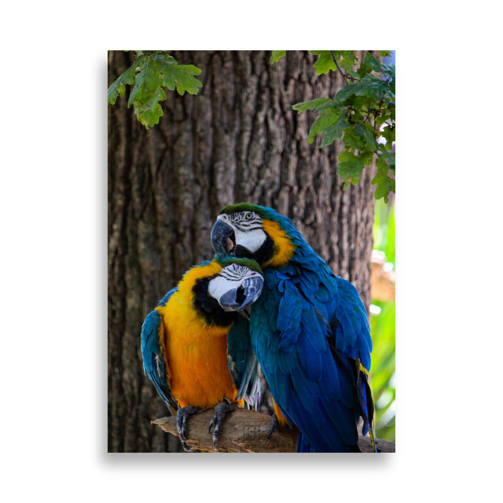 "Les inséparables" - photographie colorée d'un couple d'oiseaux exotiques par Hadrien Geraci