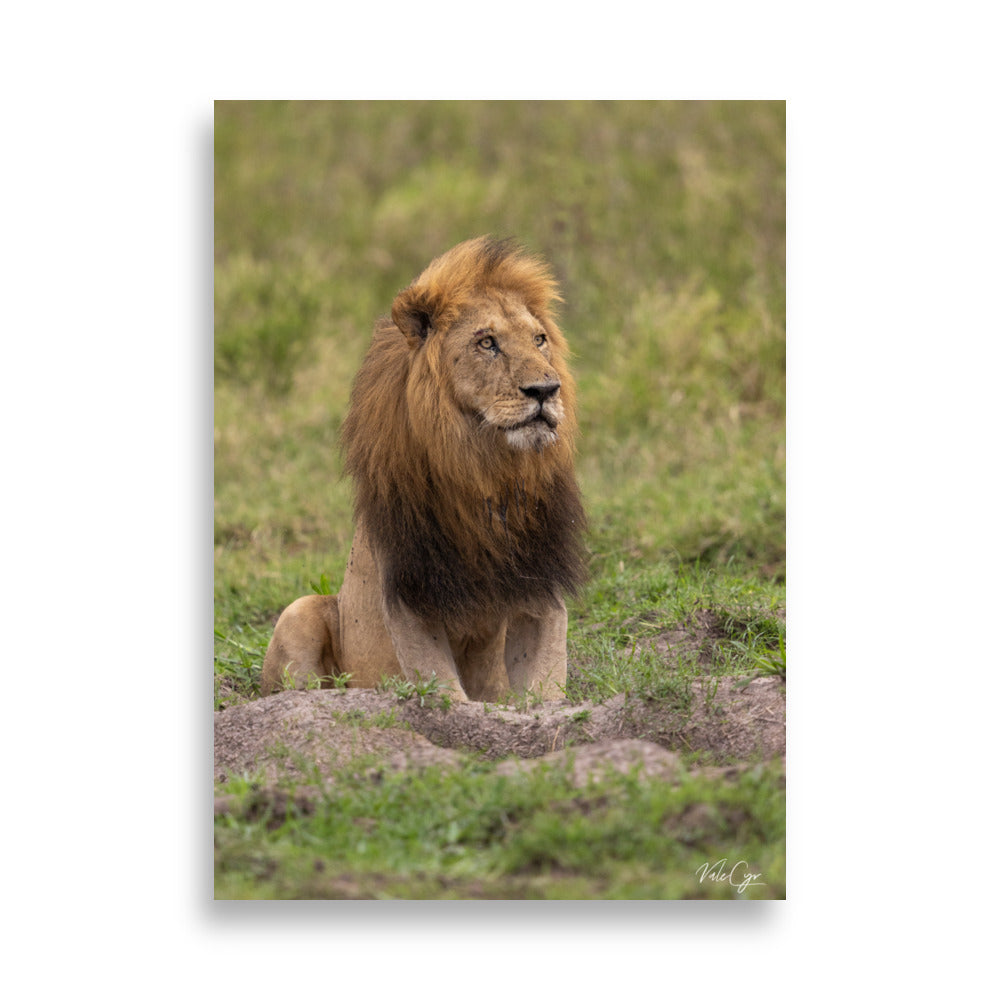 Photographie d'un lion majestueux dans la savane, capturée par Valérie et Cyril Buffel, mettant en avant sa posture noble et sa crinière riche en couleur.