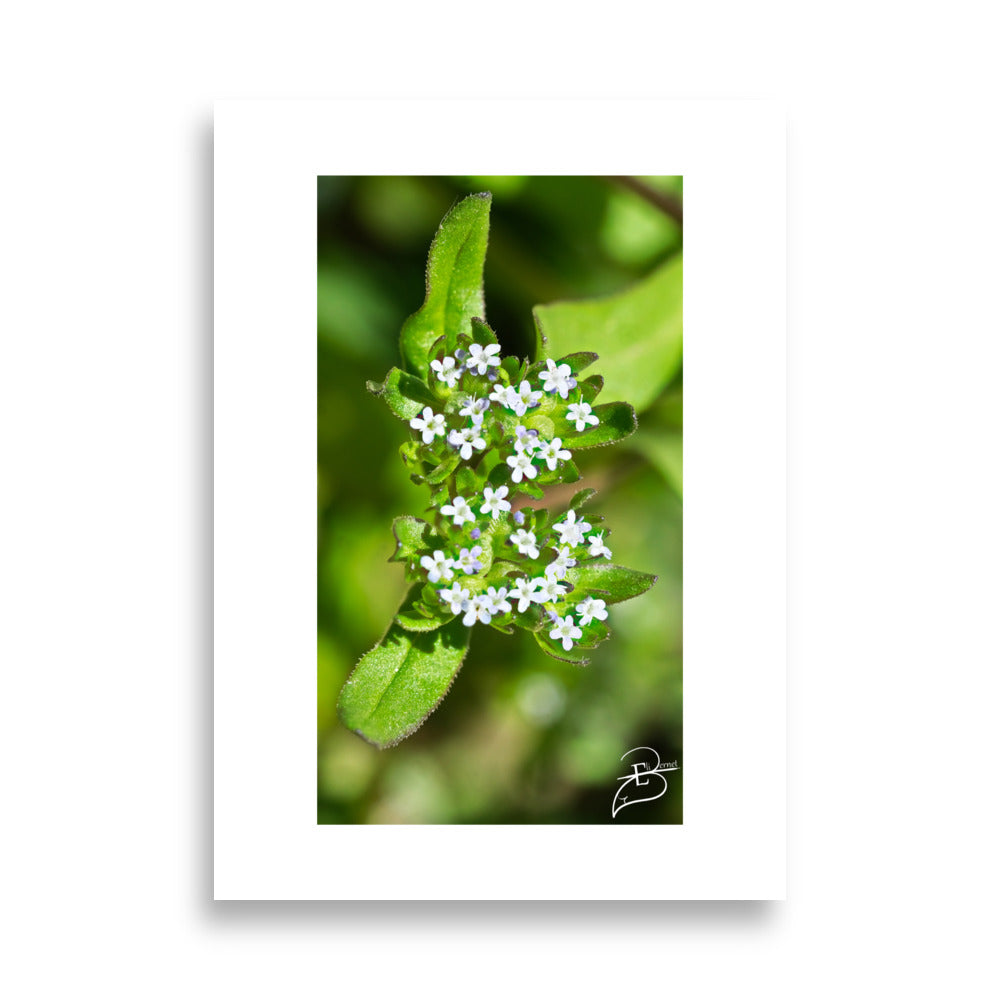 Photo de plantes blanche pour la décoration intérieure