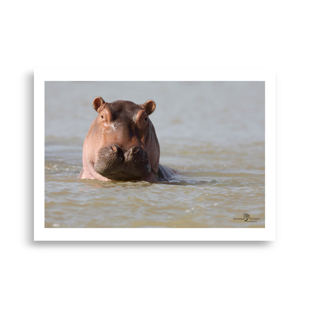 Poster hippopotame