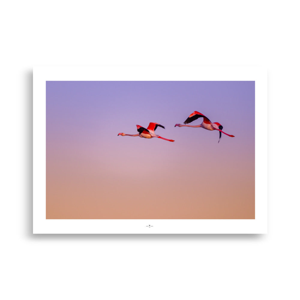 Affiche flamant rose en plein vole