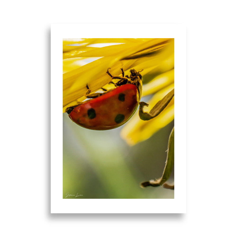 Posters Coccinelle