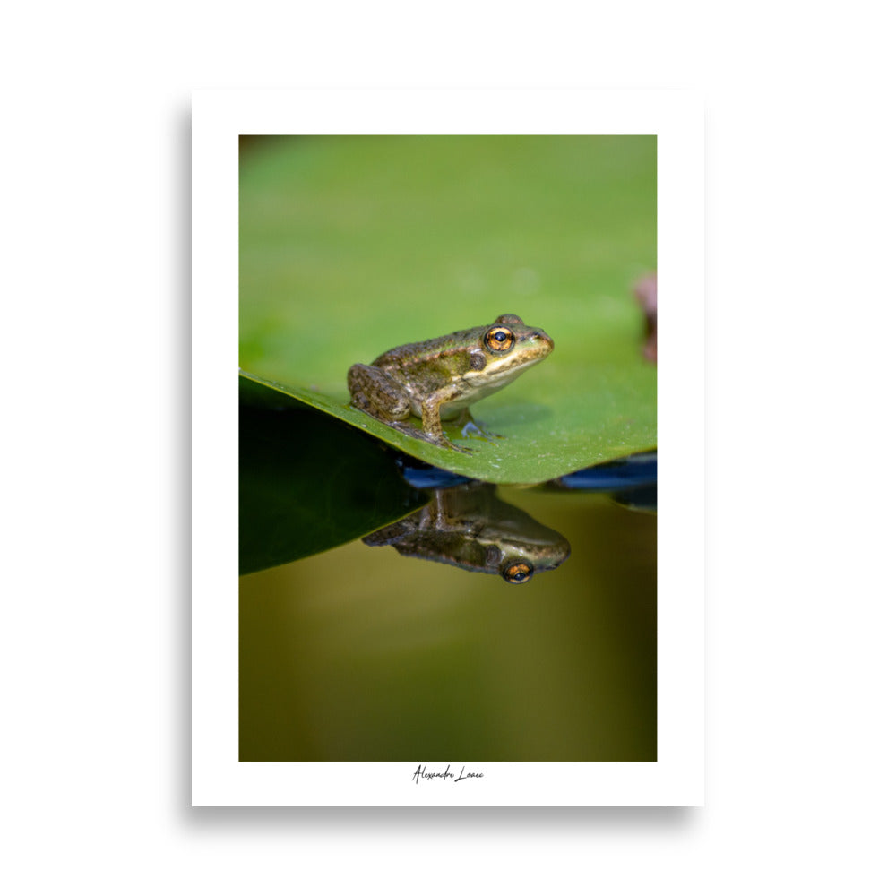 Posters et Affiches de Grenouille