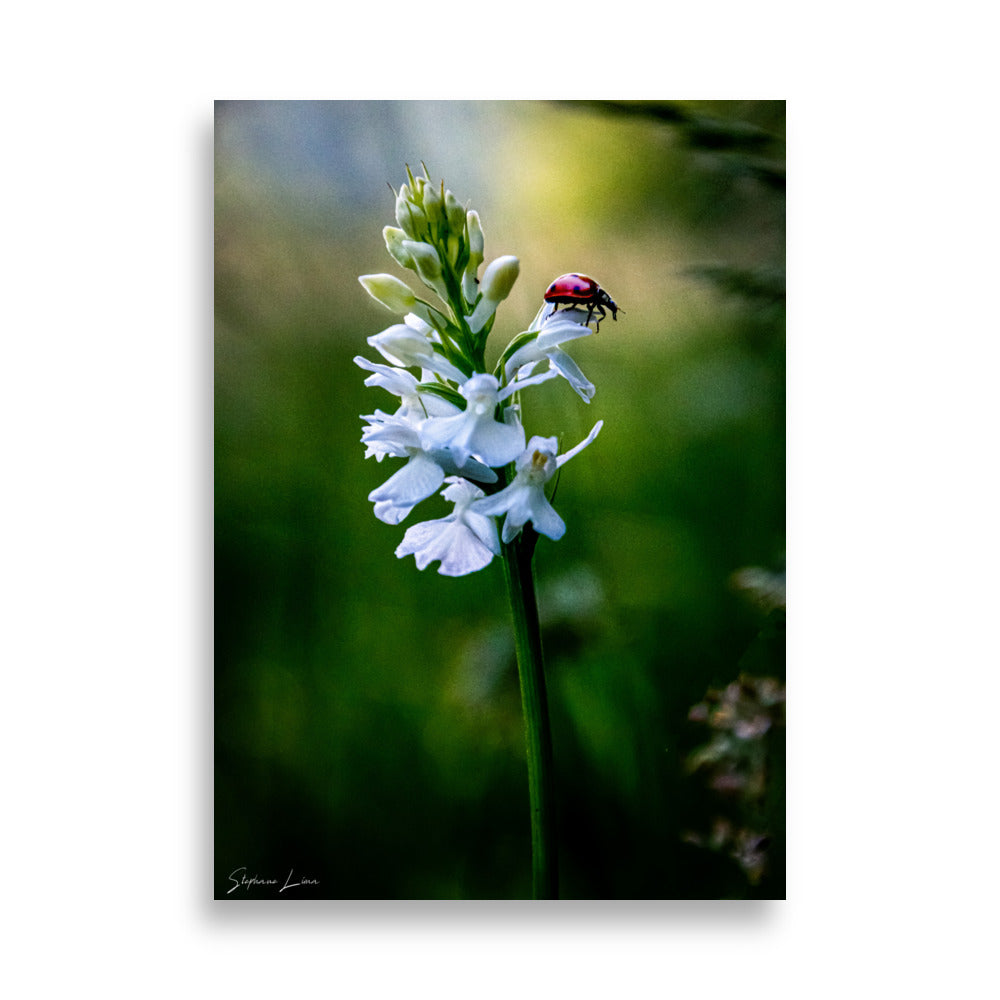 Affiche photo macro coccinelle rouge vif 50x70