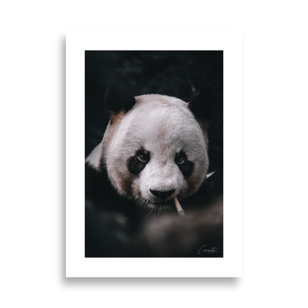 Poster photo - Panda qui fume - Corentin Lepvrier - Affiche 50x70