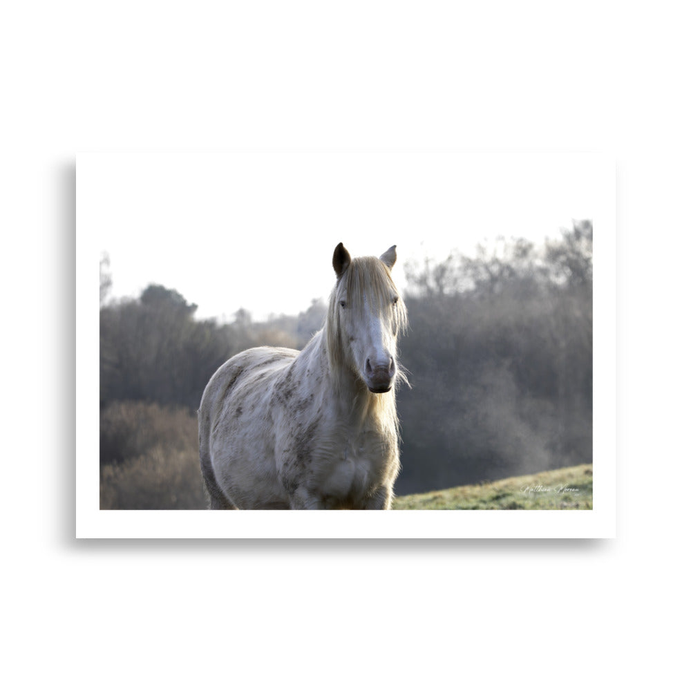 Poster photo - Cheval Blanc au début de la journée - Par Matthieu Moreau - Affiche 50x70