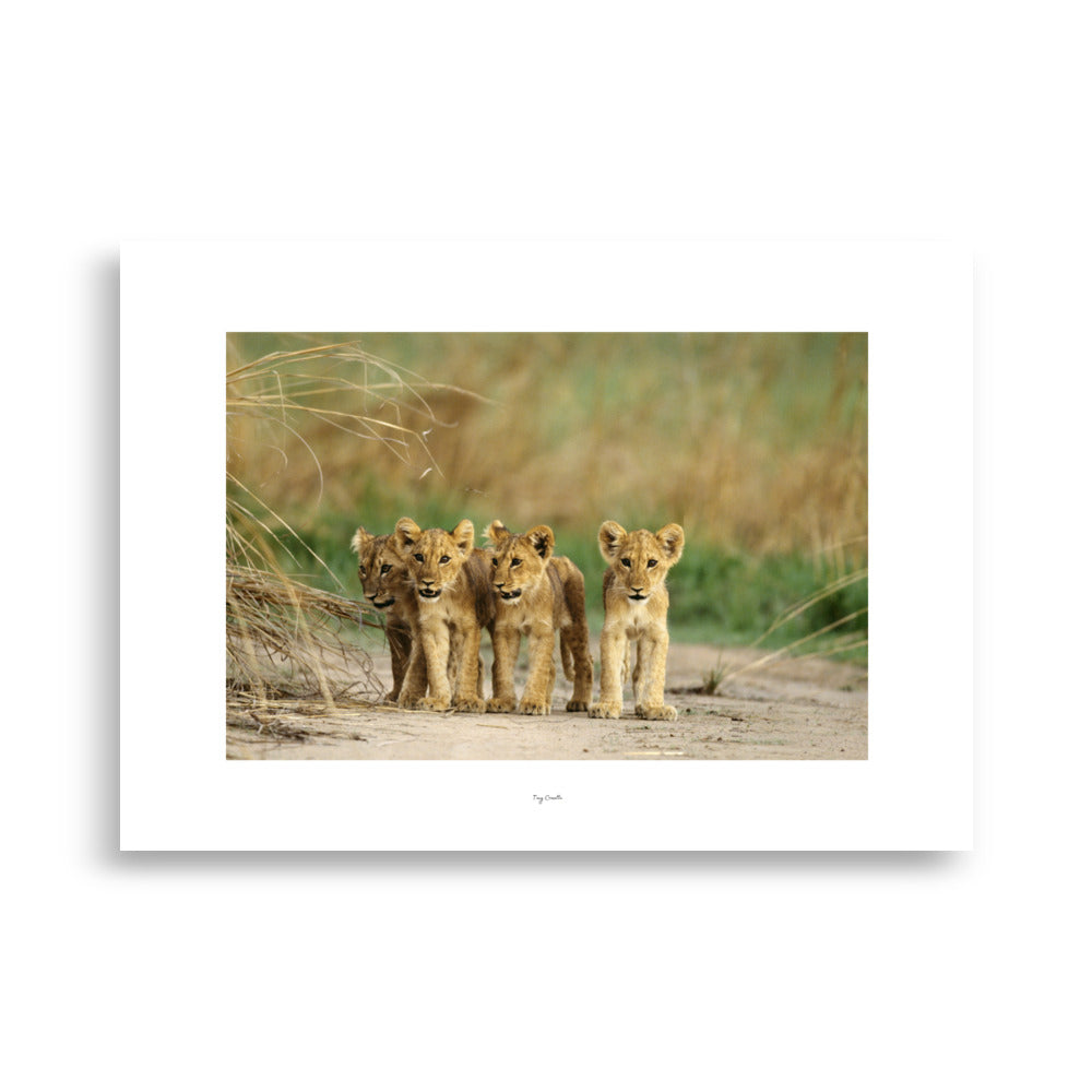 Poster Photo - Des Lionceaux dans la nature - Tony Crocetta - Affiche 50x70