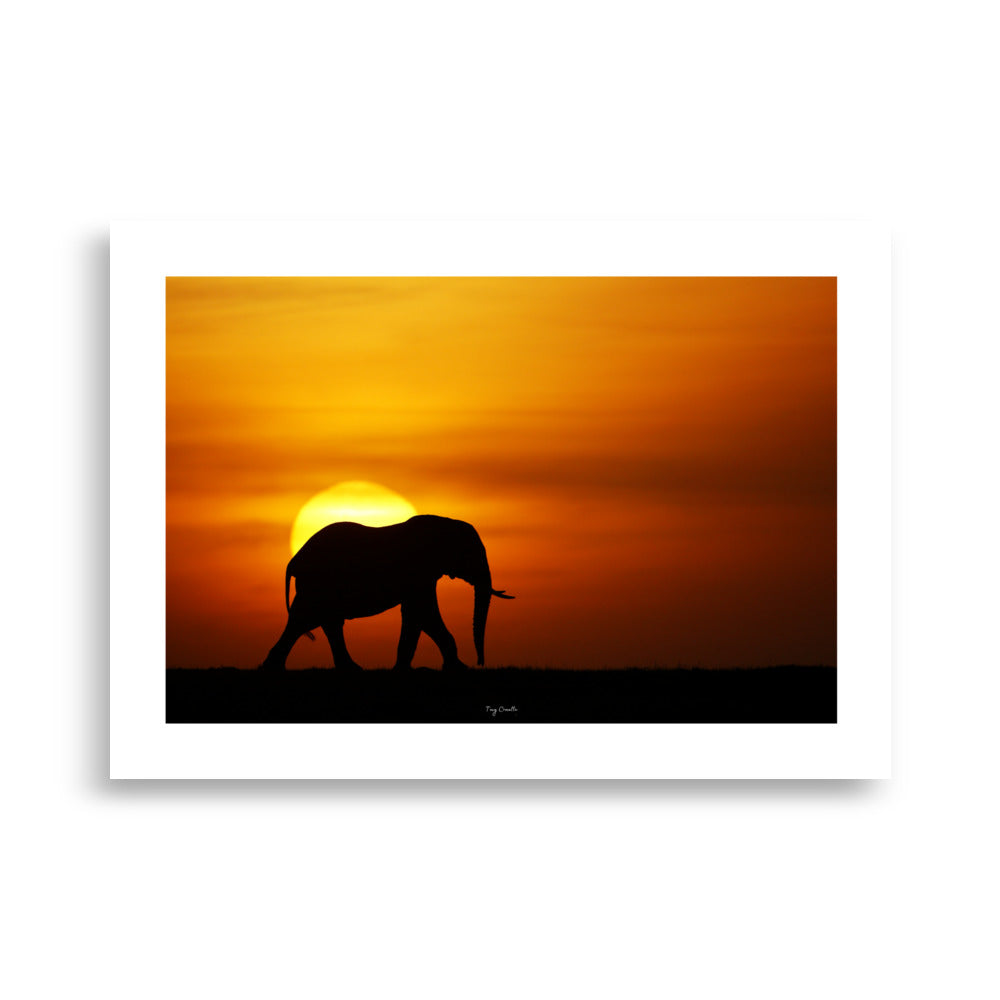 Poster photographie animalière - Capturez la magie de la savane avec cette photographie d’un éléphant au coucher de soleil. Une œuvre intemporelle pour sublimer votre décoration intérieure. - Tony Crocetta - Affiche murale 50x70