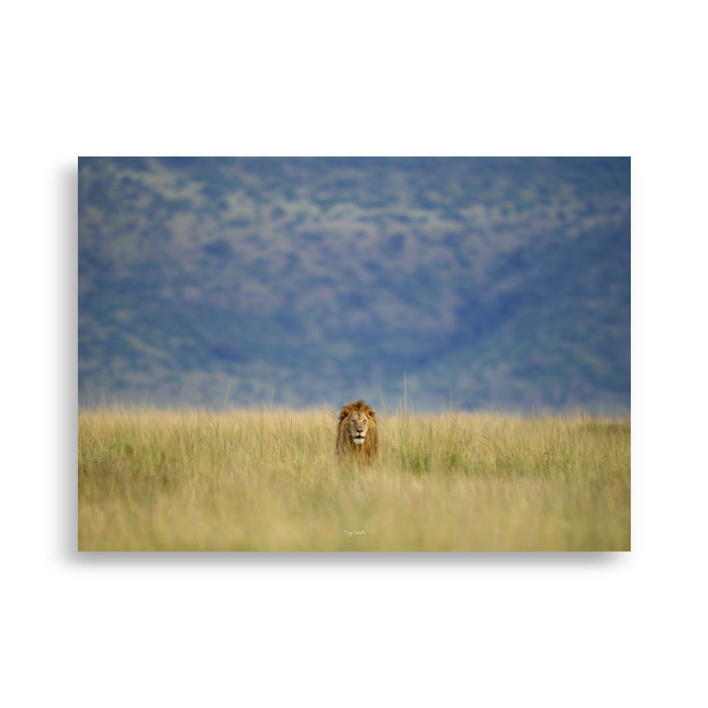 Poster photographie animalière - Plongez dans la savane avec ce portrait captivant d’un lion majestueux. Une photographie parfaite pour célébrer la nature et sublimer votre décoration intérieure. - Tony Crocetta - Affiche murale 50x70