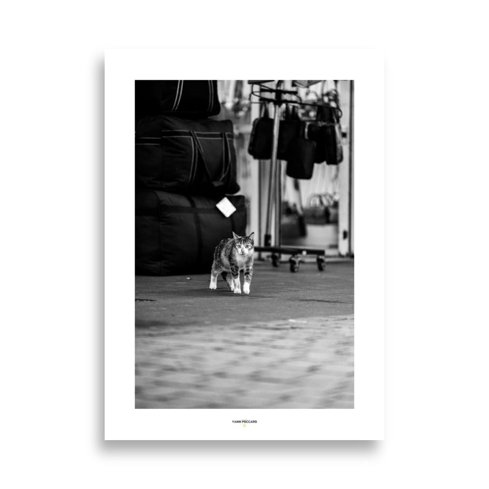 Poster photographie d'un chat a Rouen en noir et blanc - Découvrez l'élégance féline dans un décor urbain avec cette photographie en noir et blanc captivante. Un regard expressif et une composition intemporelle. - Yann Peccard - Affiche murale 50x70