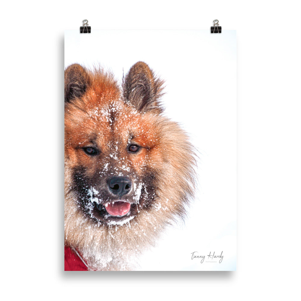 Poster Chien sous la neige