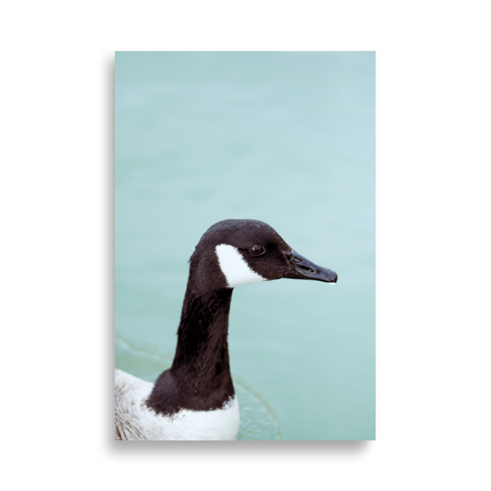 Poster d'une oie nageant tranquillement sur la Seine, ajoutant une note de sérénité à votre décoration