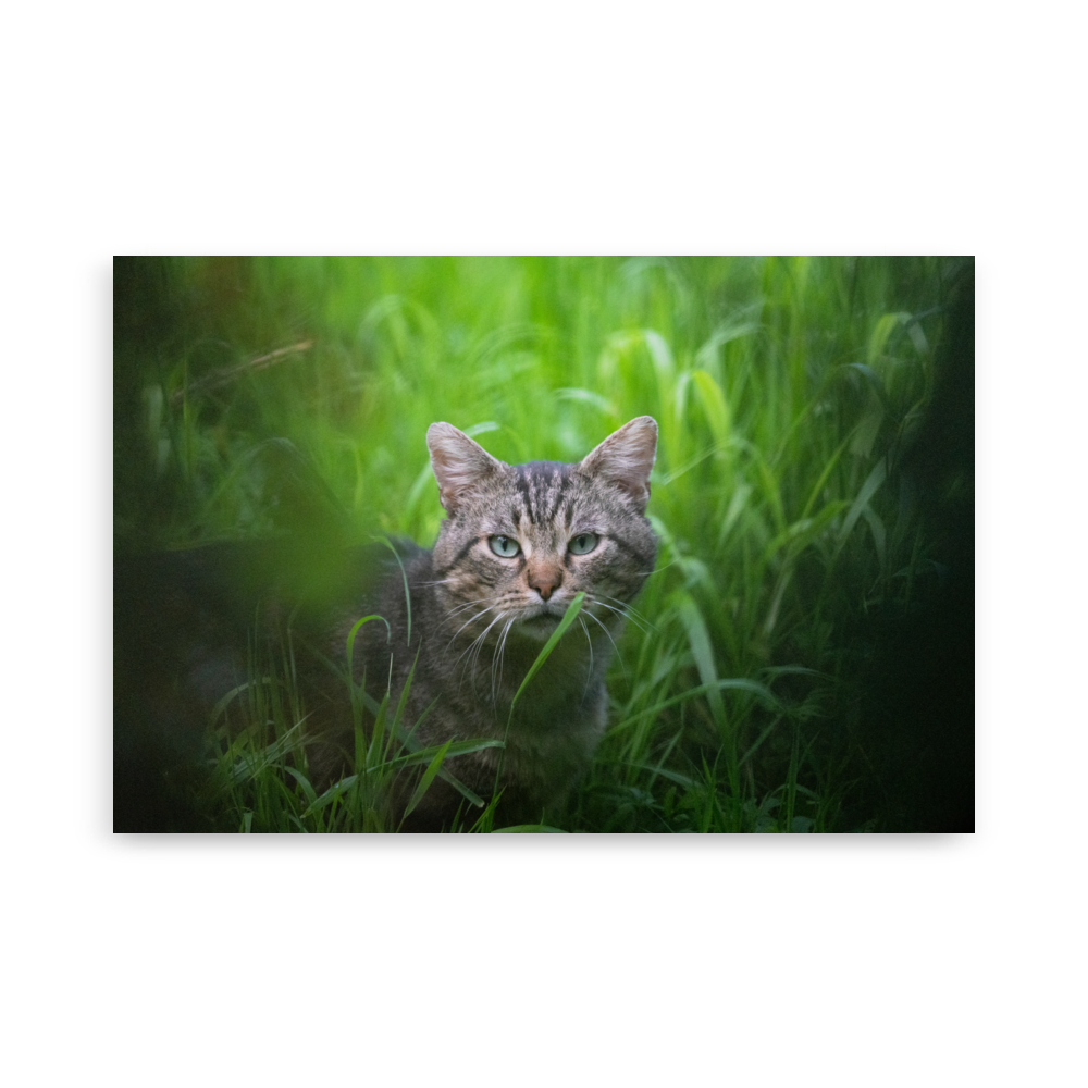 Poster de la photographie "Le chat européen", représentant un chat européen paisible dans un jardin de ville.