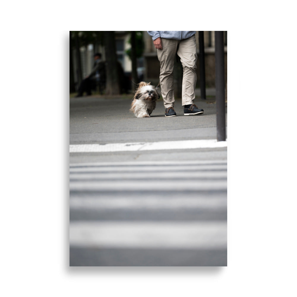 Poster de la photographie "Shih Tzu", une image capturant la douceur et la joie de vivre d'un chien de cette race.