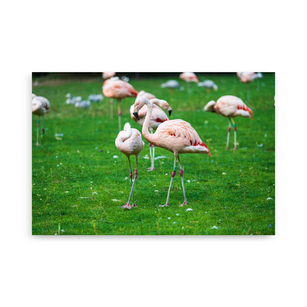 Poster de Flamant rose – Photographie animalière Poster XXL.