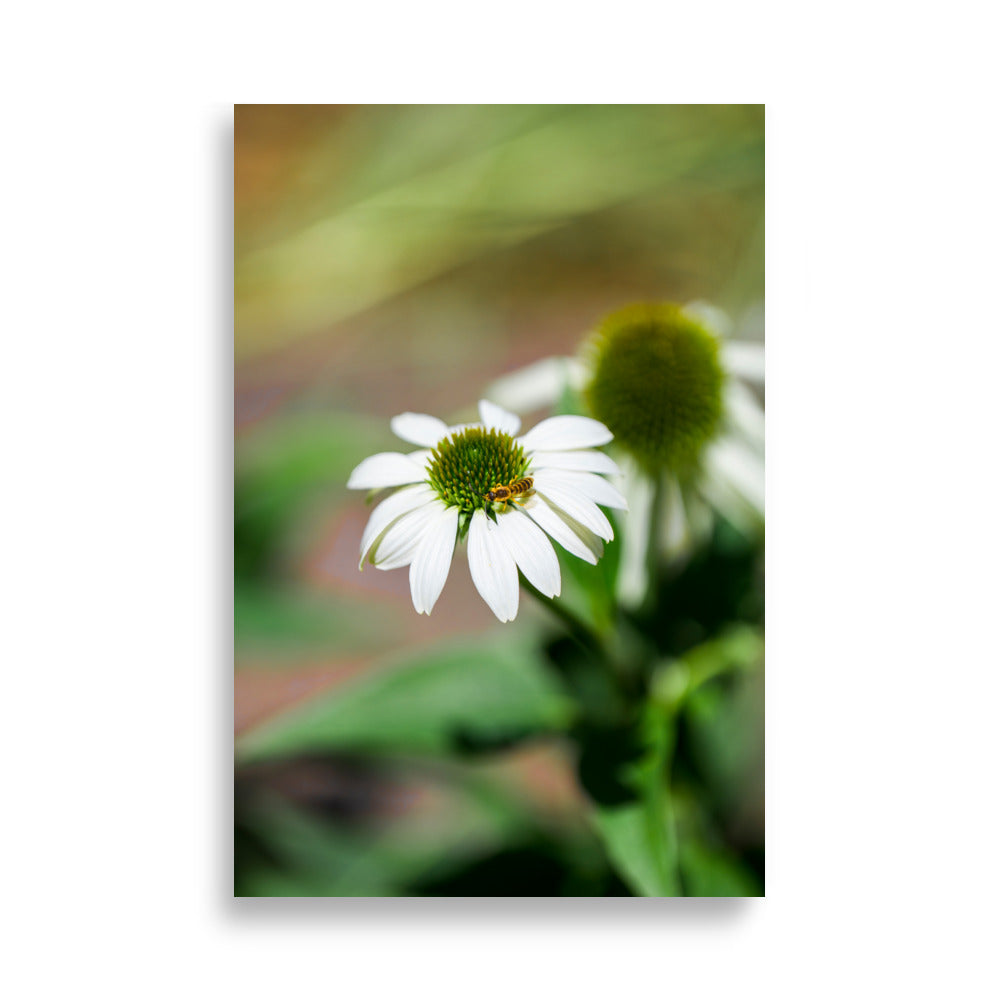 Poster 'Nature Éphémère' représentant une guêpe butinant le pollen d'une marguerite