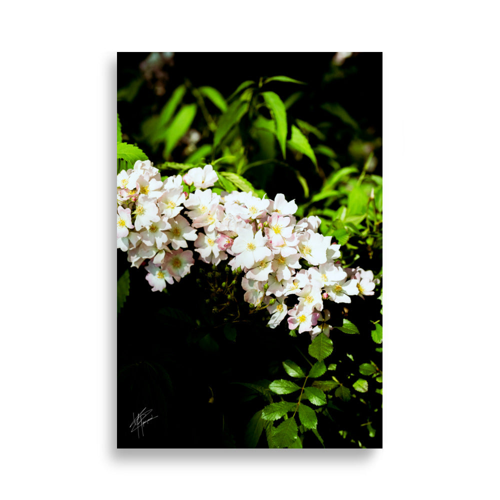 Fleurs blanches délicates du Rosier multiflore, capturées en détails exquis.