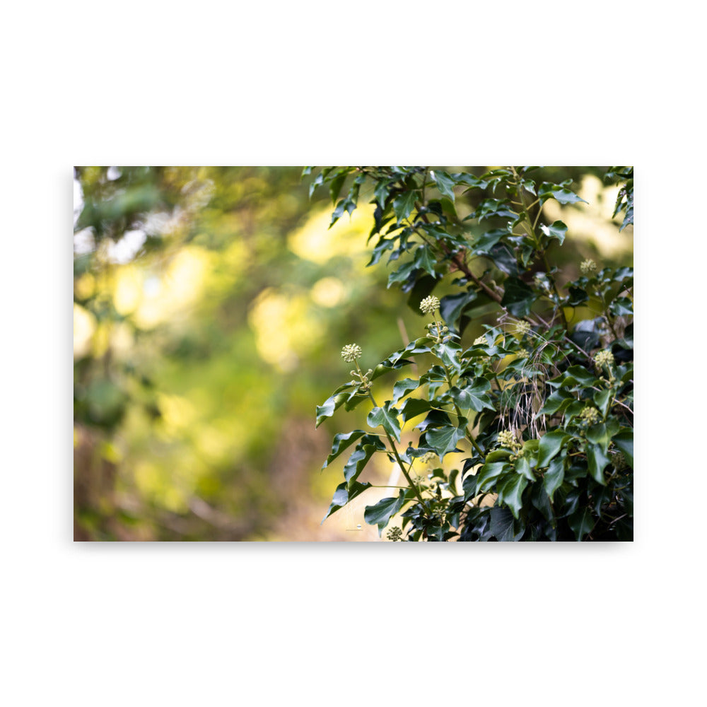 Poster photographique 'Lierre Grimpant', montrant un gros plan d'une plante grimpante en toute sa splendeur.