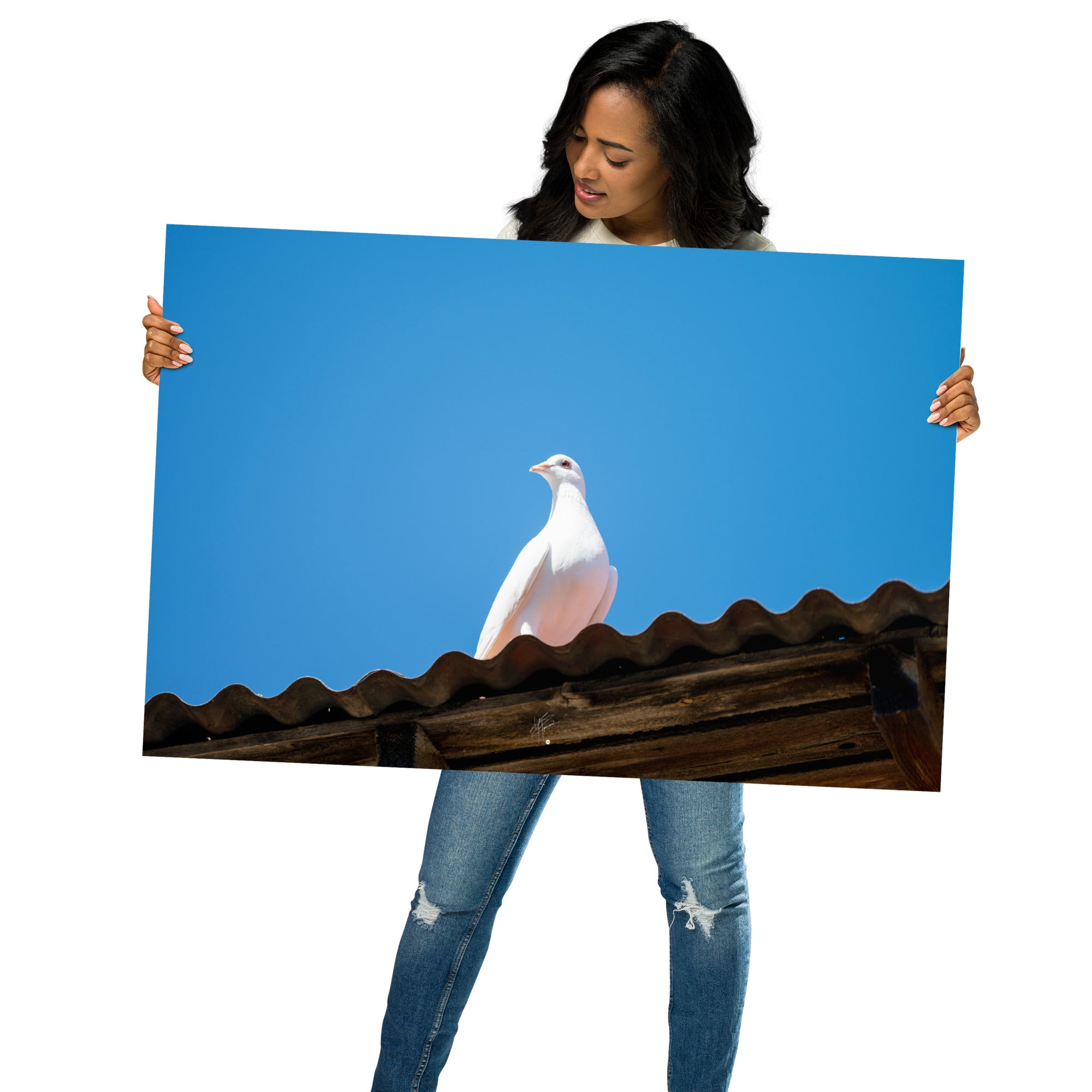 Photographie délicate 'Blanche Colombe' montrant un oiseau blanc en contemplation, imprimée sur papier haut de gamme.