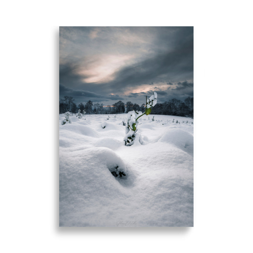 Photographie hivernale captivante montrant une plante verte solitaire au milieu d'un paysage enneigé, avec une forêt lointaine et un ciel nuageux en arrière-plan, œuvre de Florian Vaucher.