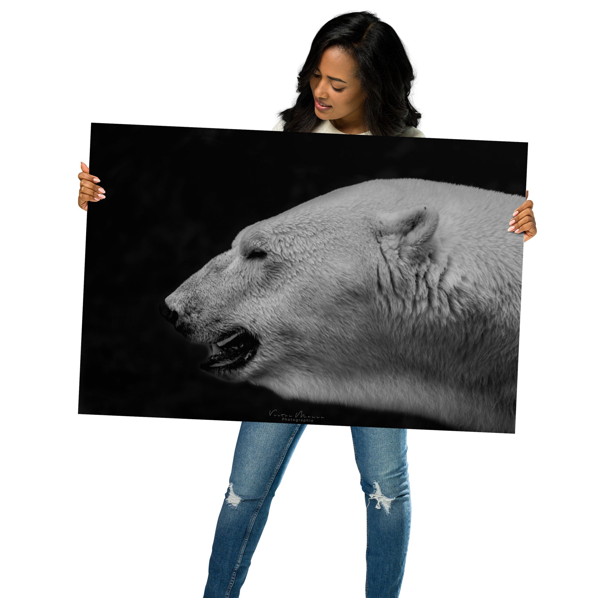 Portrait 'The White', capturant l'élégance et la puissance tranquille d'un ours polaire, son pelage blanc vibrant contrastant de manière saisissante avec un arrière-plan noir profond, créé par la photographe Victor Marre.