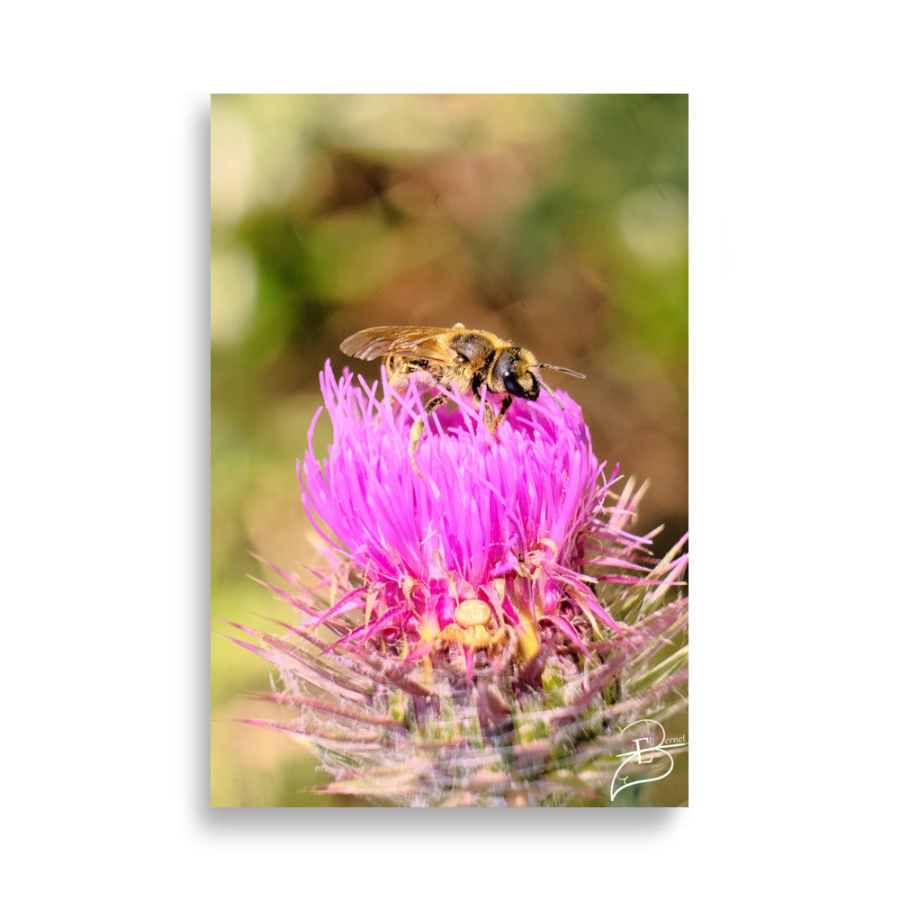 Photographie détaillée d'une abeille collectant du pollen sur une fleur de chardon marie, mettant en évidence la complexité de la nature, œuvre d'Eli Bernet.