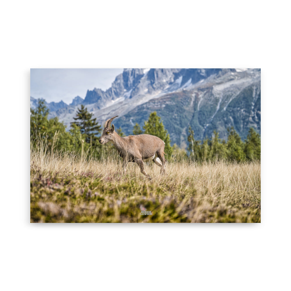 Photographie d'un jeune bouquetin agile dans les prairies alpines, capturée par Henock Lawson, montrant l'harmonie de l'animal avec les teintes dorées de l'environnement.