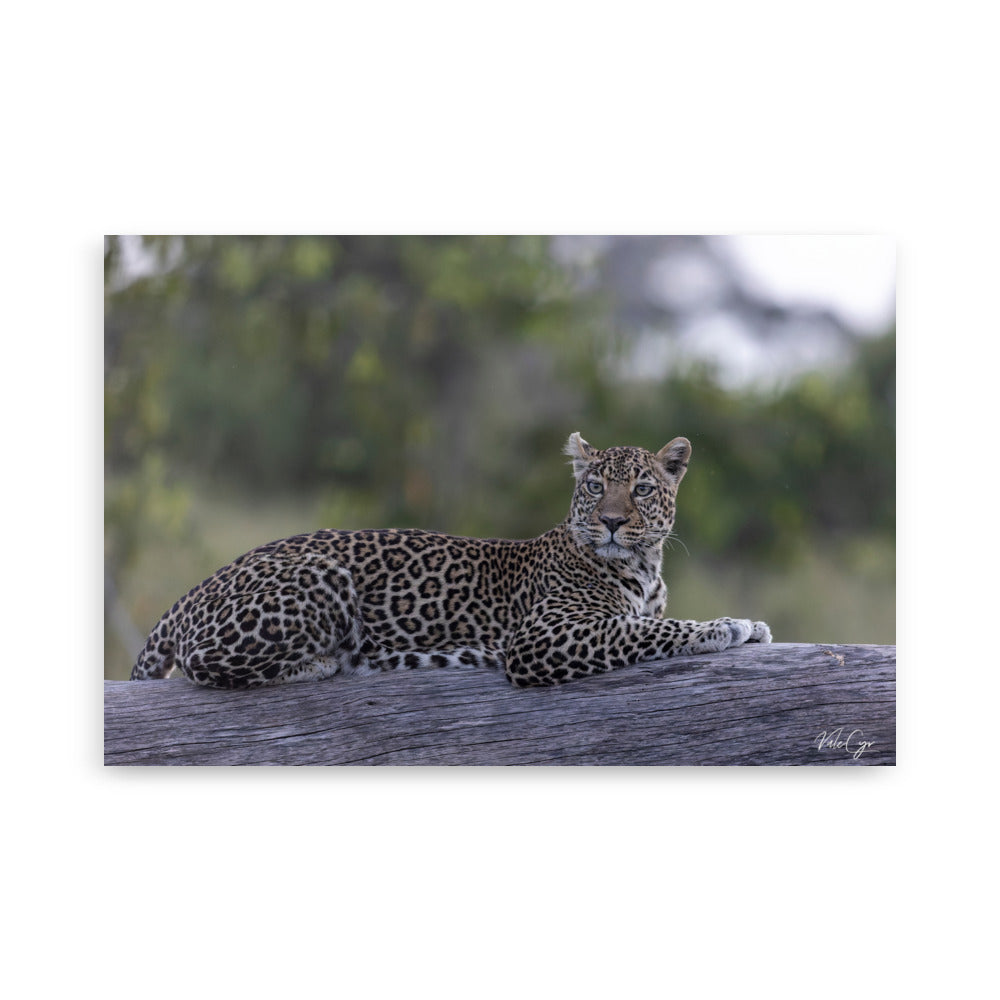 Photographie d'une léoparde reposant sur un tronc d'arbre dans le bush, capturée par Valérie et Cyril Buffel, soulignant sa grâce naturelle et sa beauté sauvage.