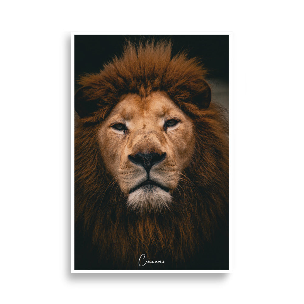 Photographie Lion