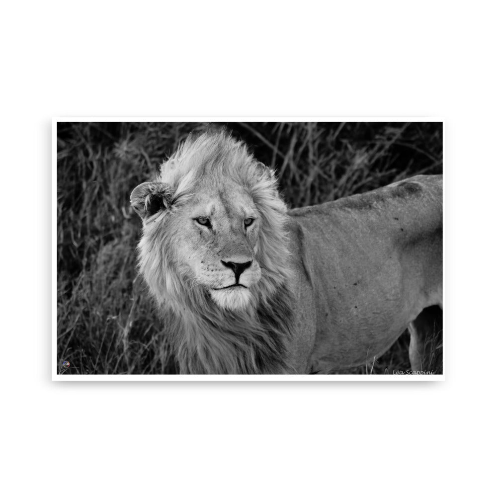 Poster Lion noir et noir