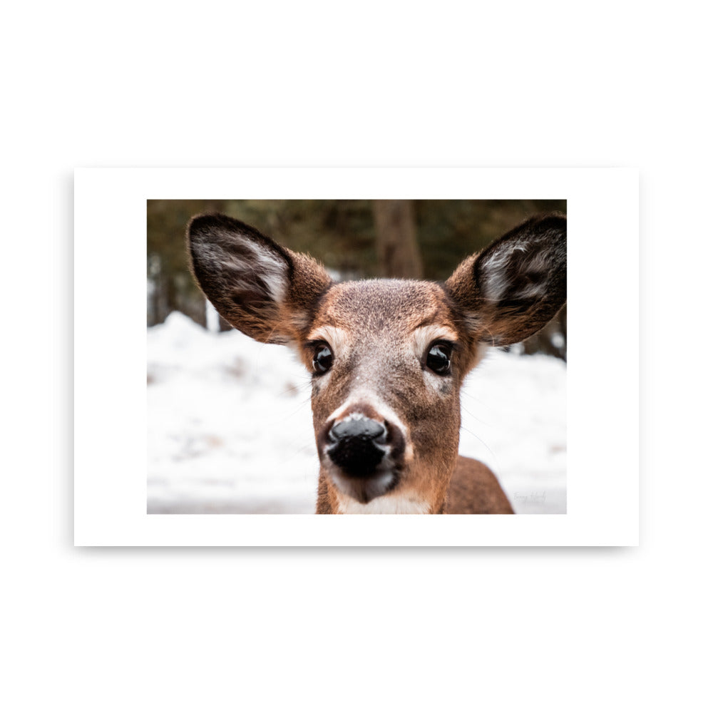 Photo murale d'un cerf dans la nature