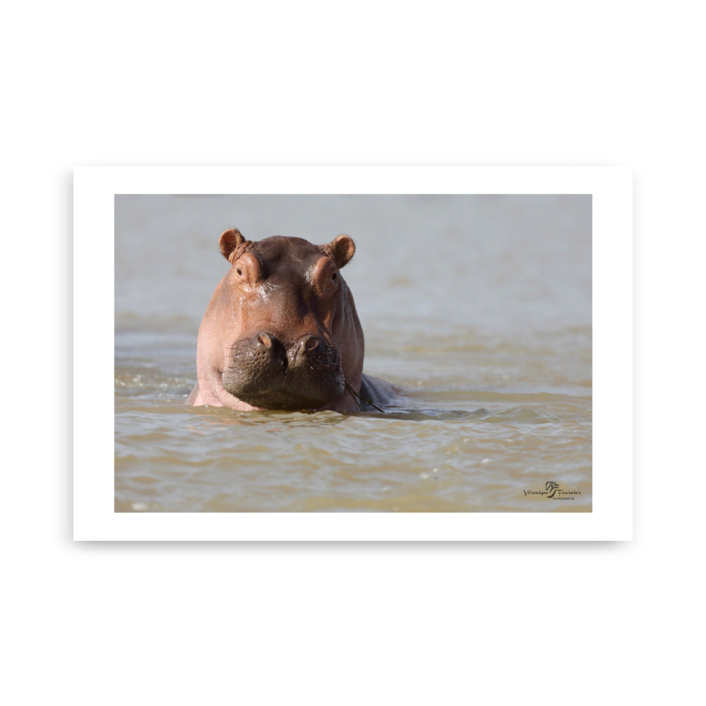 affiche déco hippopotame