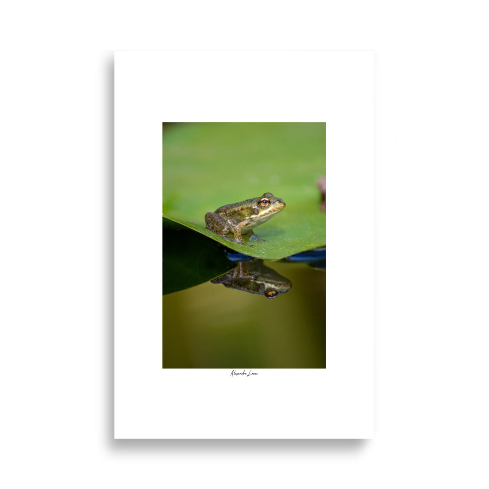 Posters muraux de Grenouille