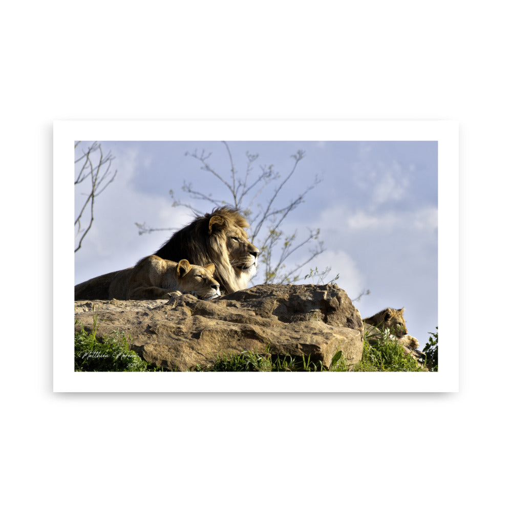 Photographie murale d'animaux sauvage. Un lion une lionne et un Lionceau sur un rocher.