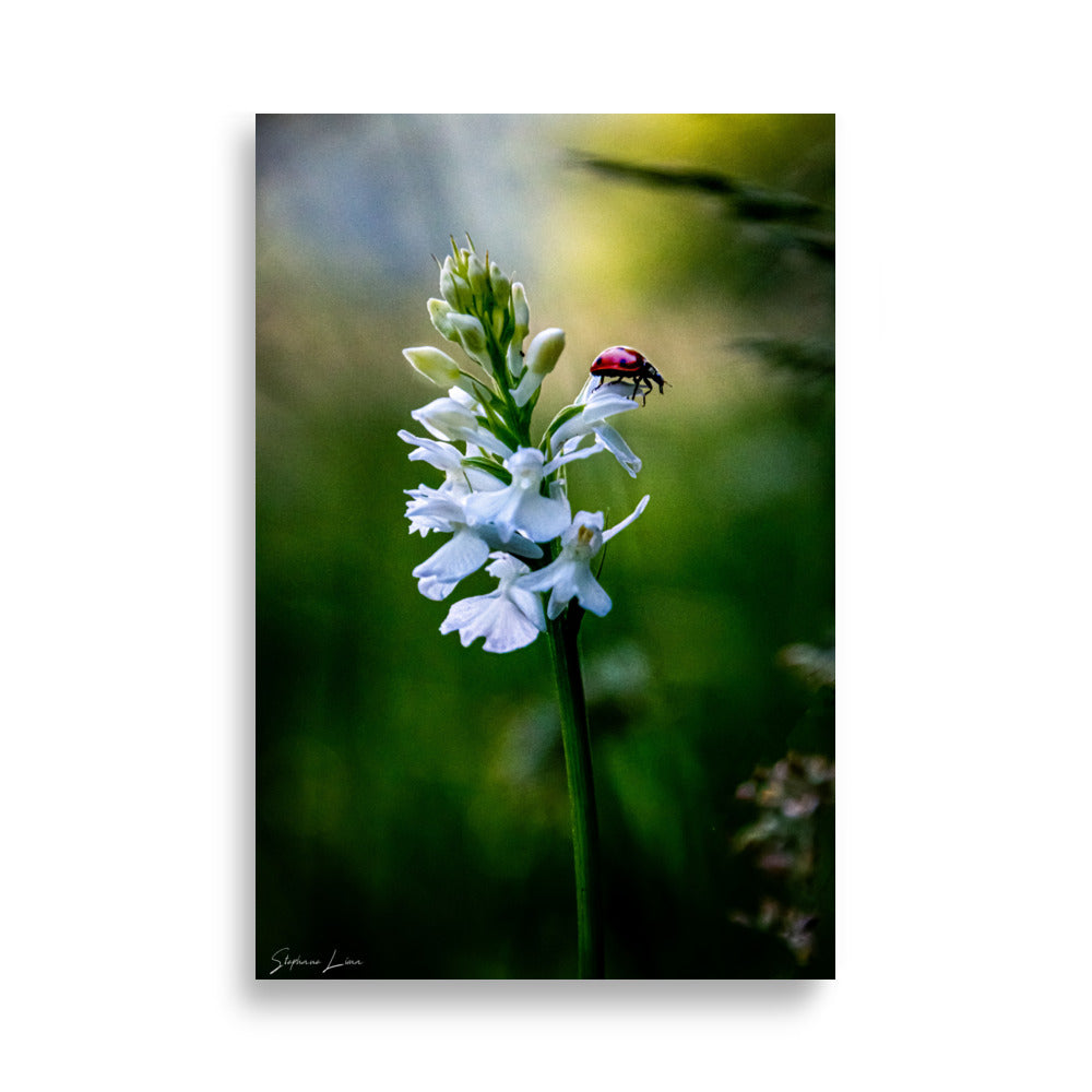 Affiche photo macro coccinelle rouge vif 61x91