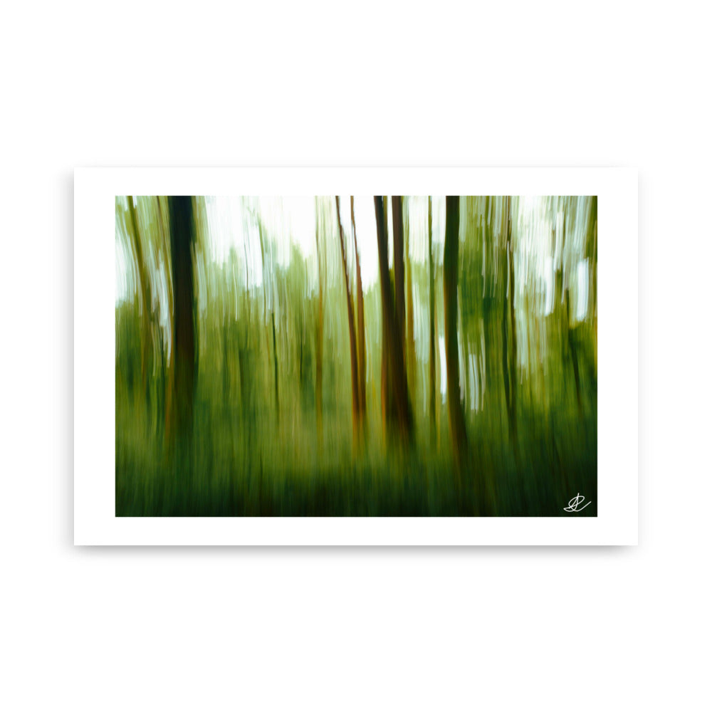 Poster Photo - Photographie artistique d'une forêt - Ilan Shoham - Affiche 61x91