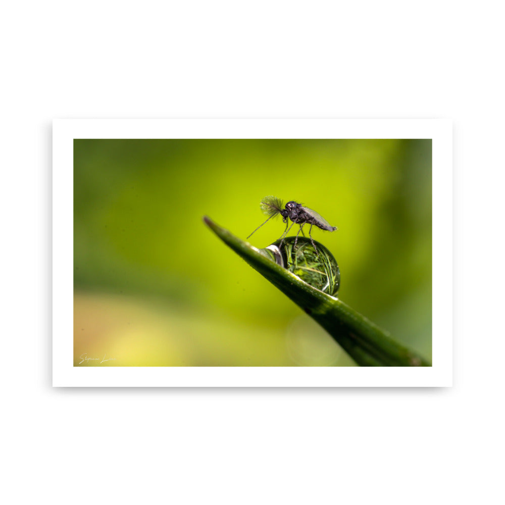 Poster photo - Macrophoto insecte sur une feuille - Stéphane Lima - Affiche 61x91