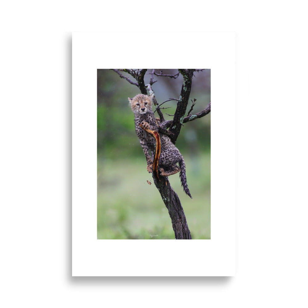 Poster photo - Jeune Guépard - Magnifique photographie animalière - Tony Crocetta - Affiche murale 61x91