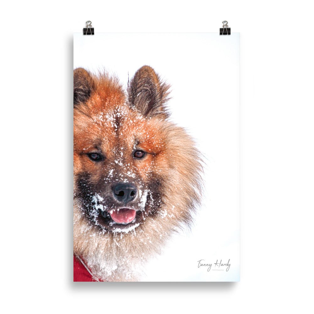 Poster Chien sous la neige