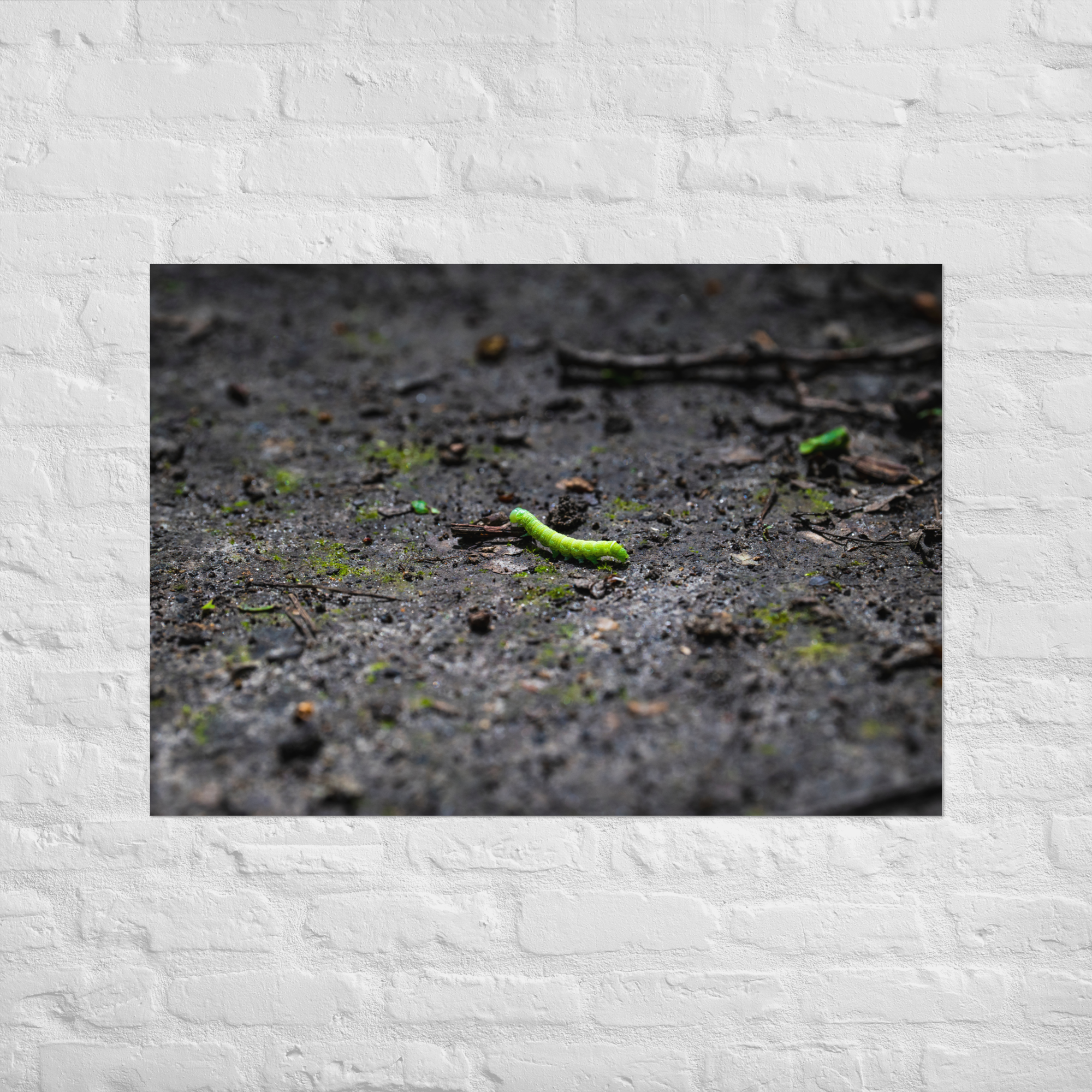 Poster 70x100cm Une chenille verte N03 - Insectes | Décorez avec style et admirez la beauté de la nature